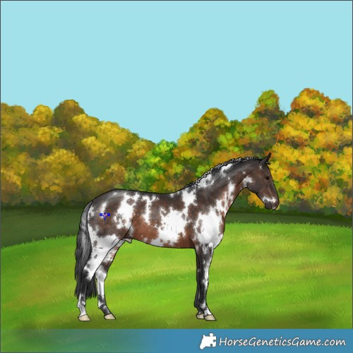 Horse Color:White Spotted Brown 
