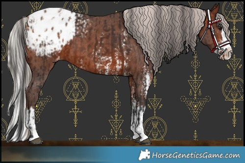 Horse Color:Bay Sabino Splash Appaloosa  and Silver Bay Sabino Splash Appaloosa 