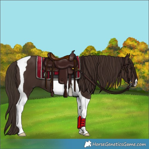 Horse Color:Liver Chestnut Tobiano 