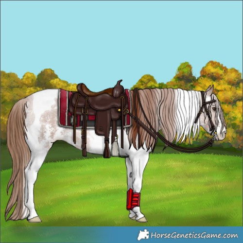 Horse Color:Chestnut Sabino Tobiano Rabicano 