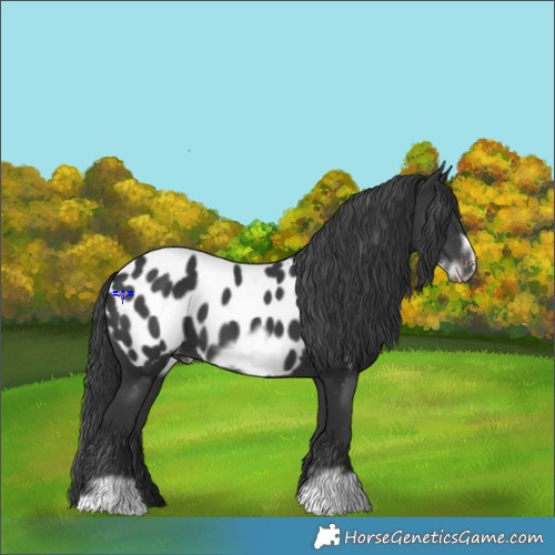 Horse Color:Black Frame Appaloosa 