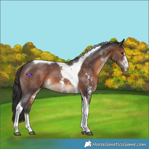 Horse Color:Brown Sabino Tobiano 