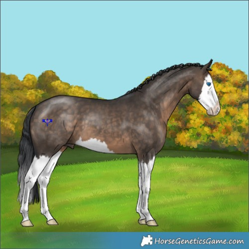 Horse Color:Brown Dun Splash 