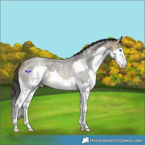 Horse Color:Buckskin Roan Splash Rabicano 