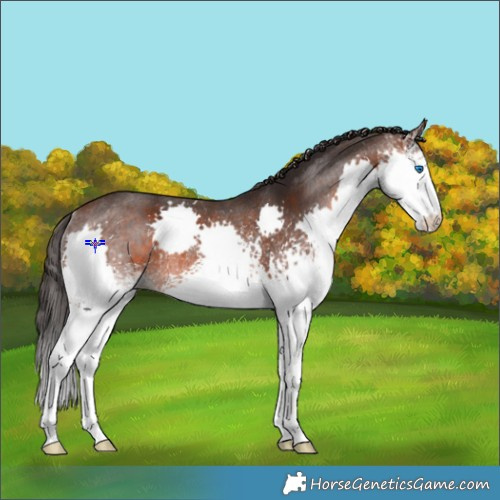 Horse Color:White Spotted Brown Splash Rabicano 