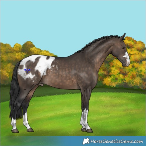 Horse Color:Brown Dun Appaloosa 