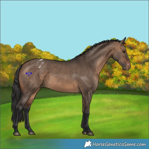 Horse Color:Brown Dun Appaloosa 