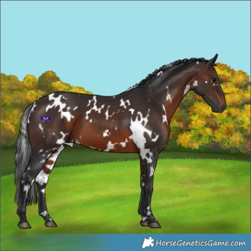 Horse Color:White Spotted Brown 