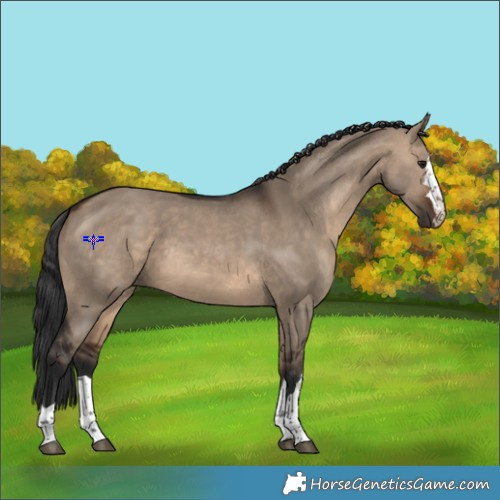 Horse Color:Brown Dun 