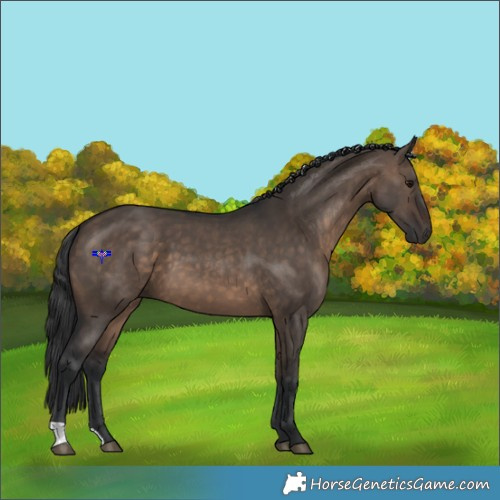 Horse Color:Brown Dun 