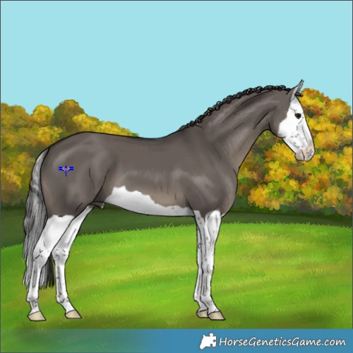 Horse Color:Smoky Grullo Splash 