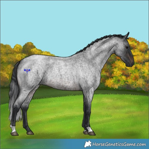 Horse Color:Brown Roan 