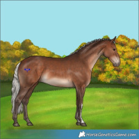 Horse Color:Silver Brown Sabino 