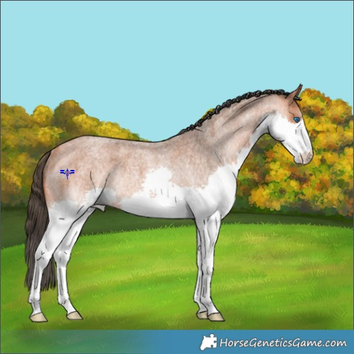 Horse Color:Bay Roan Splash Rabicano 
