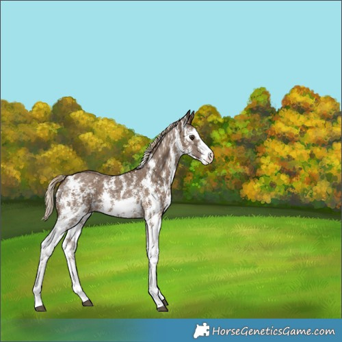 Horse Color:Chocolate Palomino Sabino 