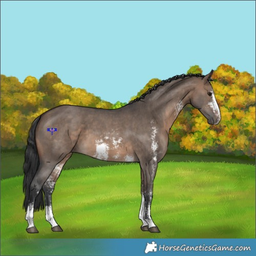 Horse Color:Brown Dun Sabino 