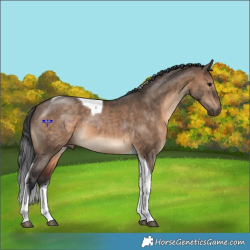 Horse Color:Brown Dun Tobiano 