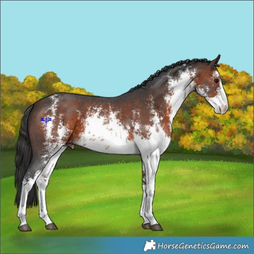 Horse Color:White Spotted Brown Sabino 