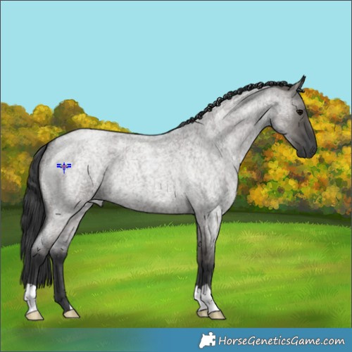 Horse Color:Grullo Roan 
