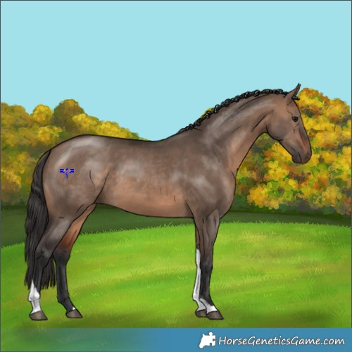 Horse Color:Brown Dun Tobiano 