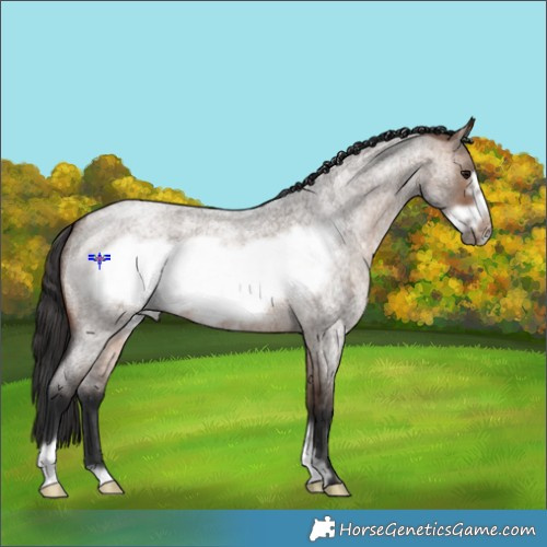 Horse Color:Brown Roan Dun Frame 