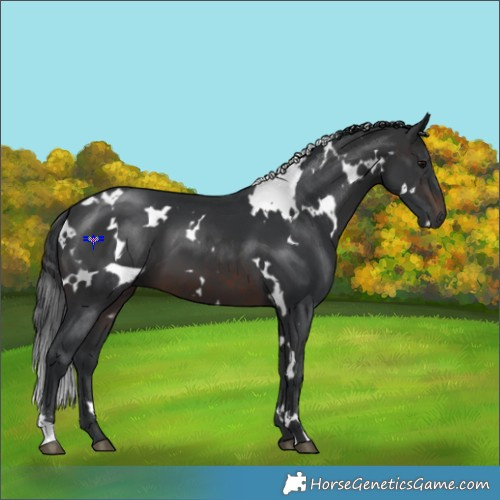 Horse Color:White Spotted Brown 
