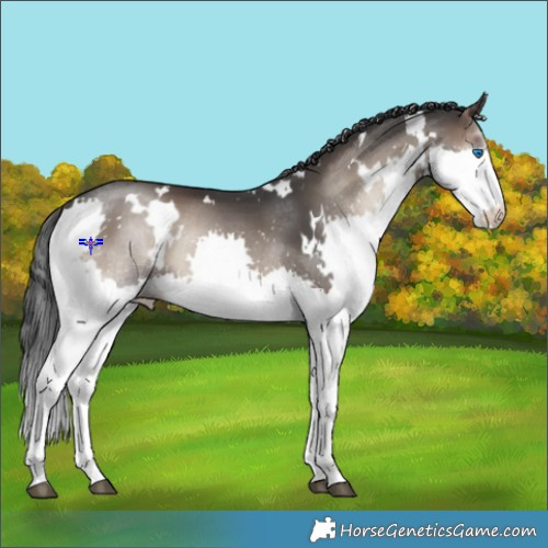 Horse Color:White Spotted Blue Onyx Splash Rabicano 