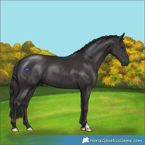 Horse Color:Smoky Black 