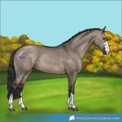 Horse Color:Brown Dun 