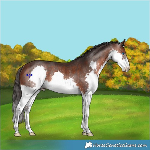 Horse Color:Brown Splash Rabicano 