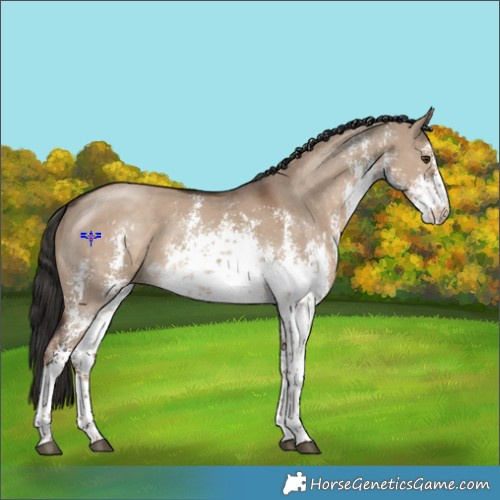Horse Color:White Spotted Liver Red Dun Sabino 