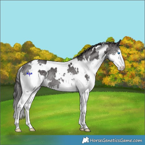 Horse Color:White Spotted Smoky Black Splash Rabicano 