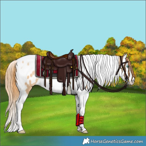Horse Color:Smoky Black Pearl Splash Tobiano Appaloosa