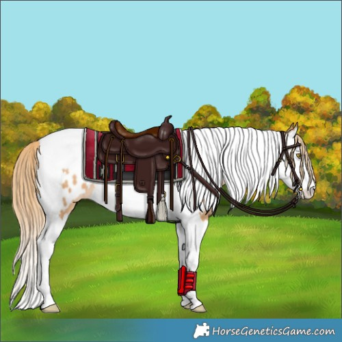 Horse Color:Chestnut Pearl Splash Tobiano Appaloosa