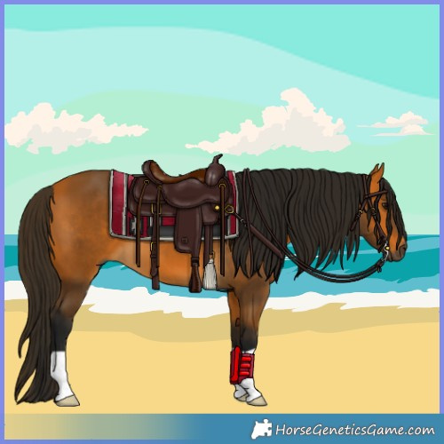 Horse Color:Gray Buckskin 