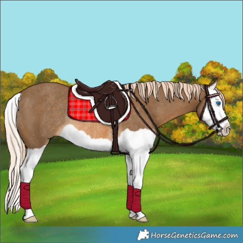 Horse Color:Chocolate Palomino Splash Rabicano 
