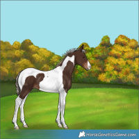 Horse Color:Liver Chestnut Tobiano 