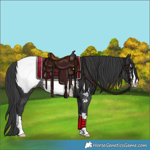 Horse Color:Black Appaloosa Rabicano 