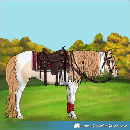 Horse Color:Smoky Grullo Pearl Tobiano 