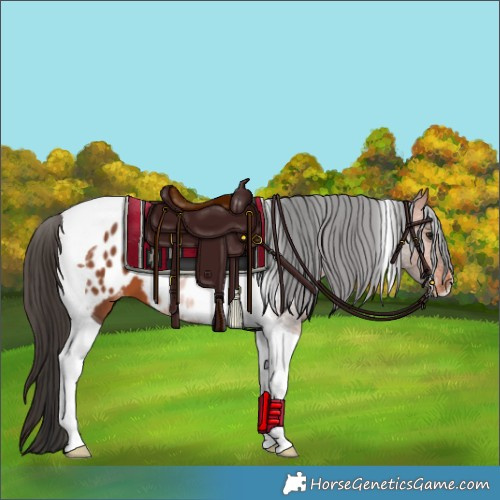 Horse Color:Bay Tobiano Appaloosa 