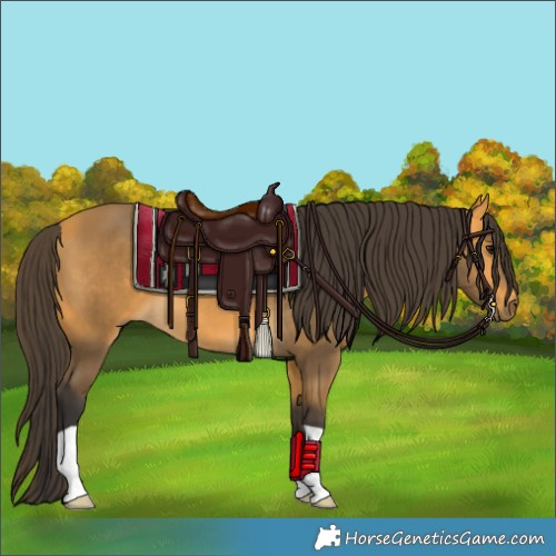 Horse Color:Buckskin 