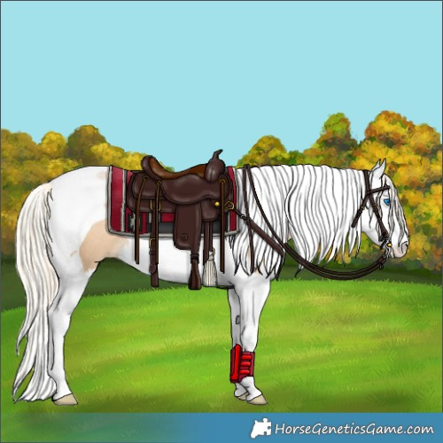 Horse Color:Palomino Pearl Splash Tobiano Rabicano 