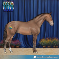 Horse Color:Sable Champagne 