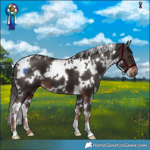 Horse Color:White Spotted Liver Chestnut 