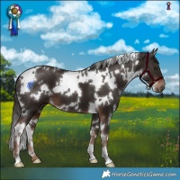 Horse Color:White Spotted Liver Chestnut 
