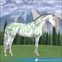 Horse Color:Watercolor White Spotted Chocolate Palomino Dun Splash Appaloosa 