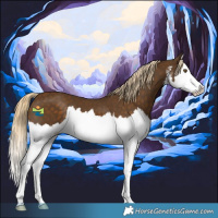 Horse Color:White Spotted Chocolate Palomino Splash