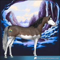 Horse Color:Brown Dun Splash 