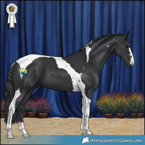 Horse Color:Black Tobiano 