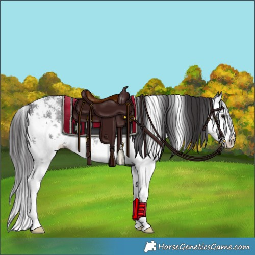 Horse Color:Smoky Black Sabino Splash Rabicano